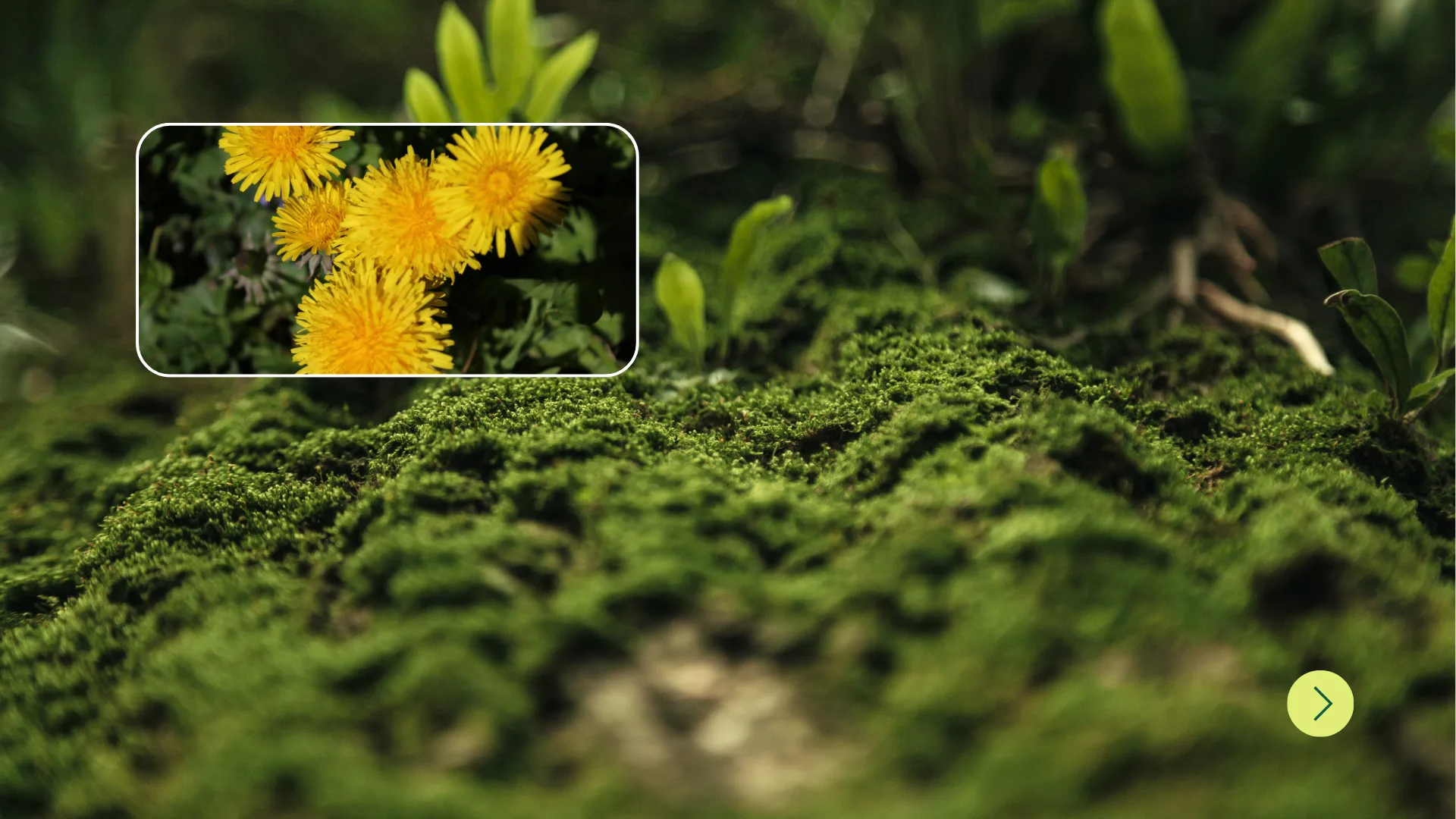 Yellow dandelions on moss. Pollinating the future.