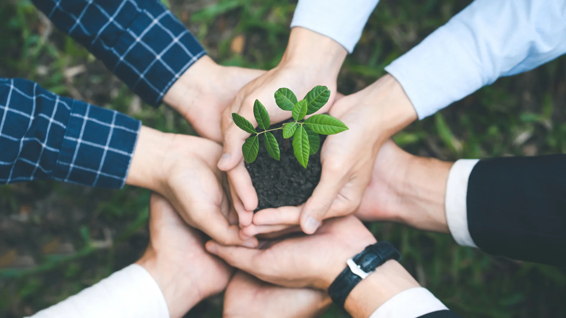 Many hands cupped together holding a young seedling