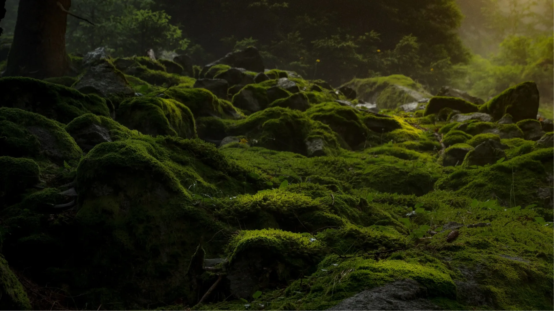How to get involved. Moss-covered forest floor.